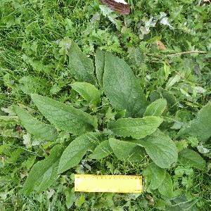 Pentaglottis sempervirens (1)