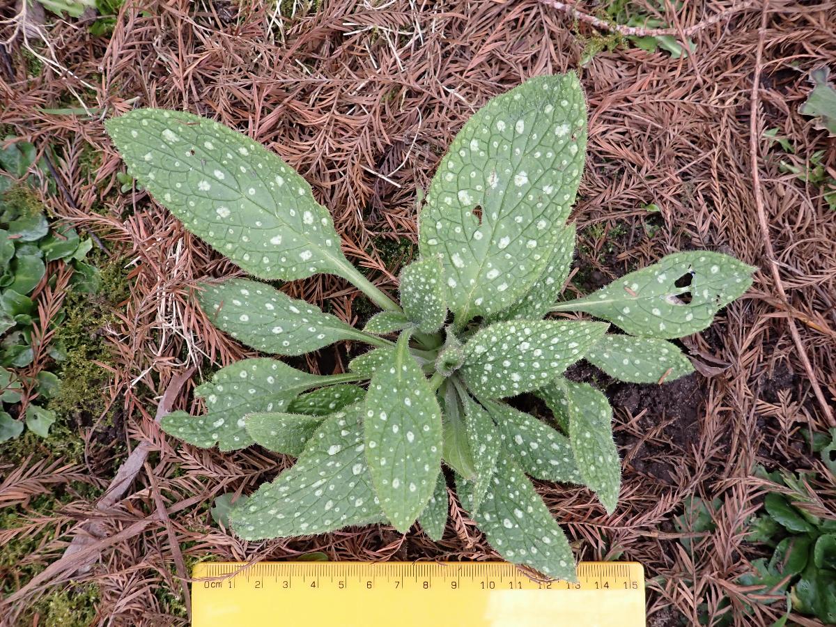 Pentaglottis sempervirens (2) -  select me for a larger image