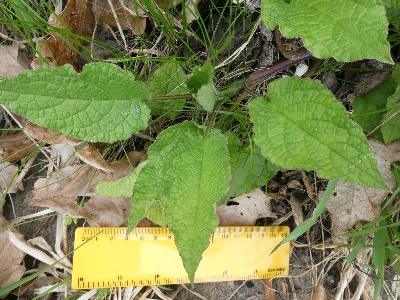 Symphytum grandiflorum