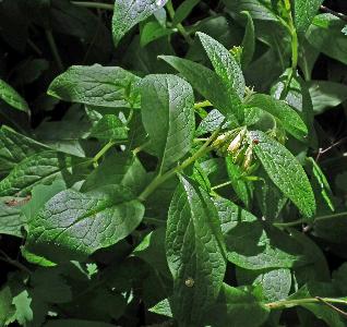 Symphytum tuberosum (1)