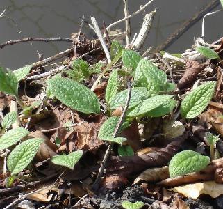 Symphytum tuberosum (2)