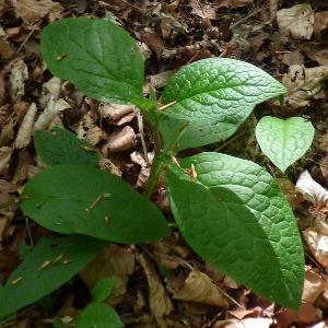 Symphytum tuberosum (3)