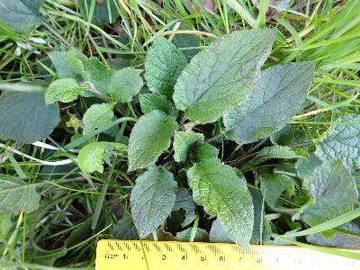 Symphytum x hidcotense