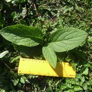 Symphytum x uplandicum