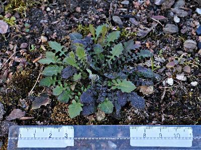 Arabidopsis arenosa (1)