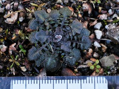 Arabidopsis arenosa (2)