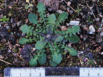 Arabidopsis arenosa (3)