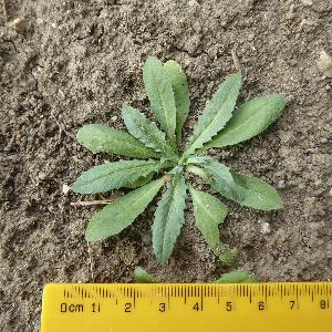 Arabidopsis thaliana (1)