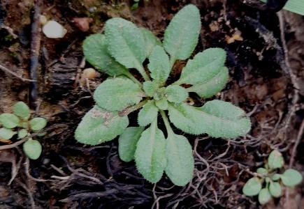 Arabidopsis thaliana (2)