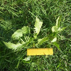 Armoracia rusticana (1)