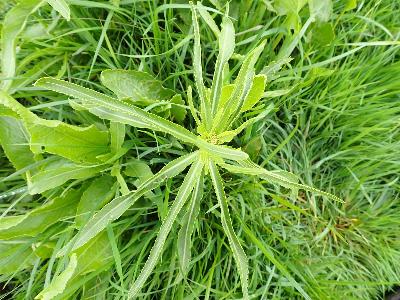 Armoracia rusticana (2)