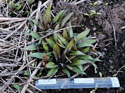 Bunias orientalis (1)