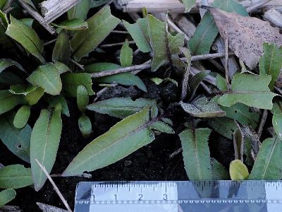 Bunias orientalis (2)