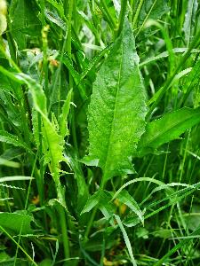Bunias orientalis (3)