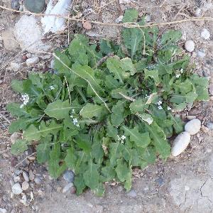 Calepina irregularis (1)