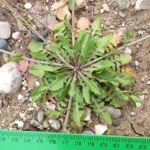 Calepina irregularis (2)