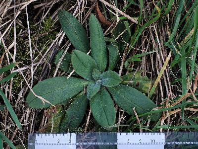 Camelina microcarpa (1)