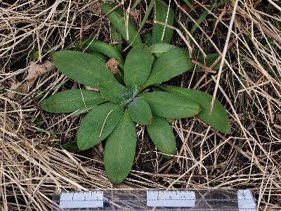 Camelina microcarpa (2)