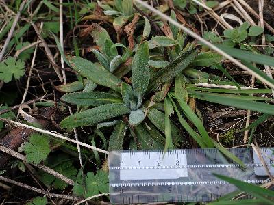 Camelina microcarpa (3)