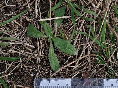 Camelina microcarpa (4)