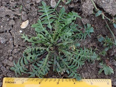 Capsella bursa-pastoris (1)