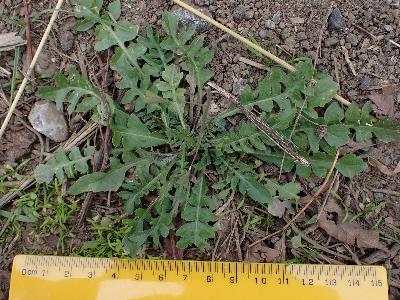 Capsella bursa-pastoris (2)