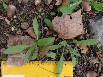 Capsella bursa-pastoris (3)