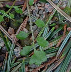 Cardamine occulta (1)