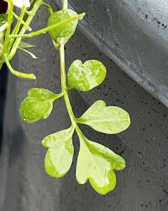 Cardamine occulta (2)