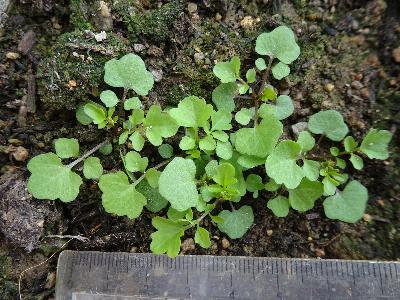 Cardamine occulta (3)