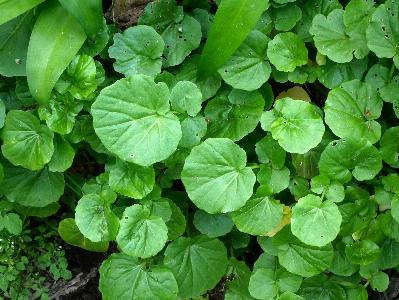 Cardamine raphanifolia