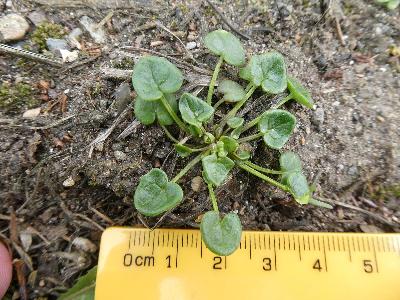 Cochlearia danica (1)