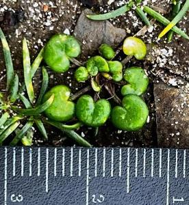 Cochlearia danica (2)