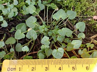 Cochlearia officinalis (1)