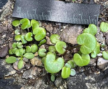 Cochleria officinalis (2)