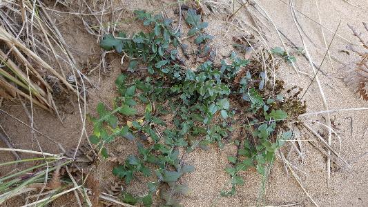 Coincya monensis ssp cheiranthos