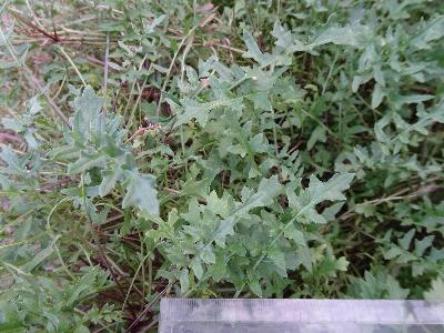 Coincya monensis subsp monensis