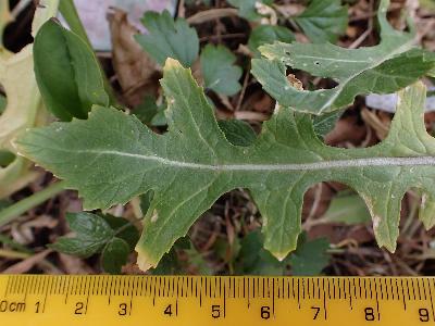 Diplotaxis erucoides (1)