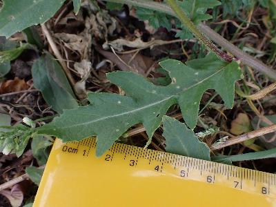 Diplotaxis erucoides (2)