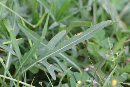 Diplotaxis tenuifolia