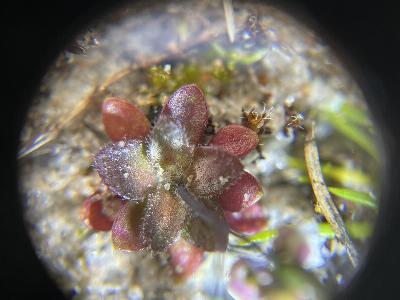 Erophila majuscula (2)