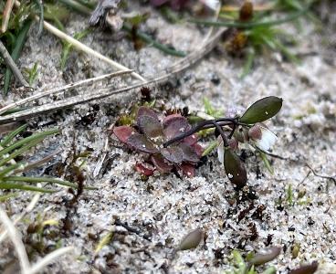Erophila majuscula (3)