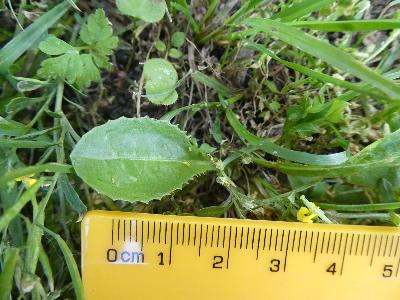 Erysimum cheiranthoides