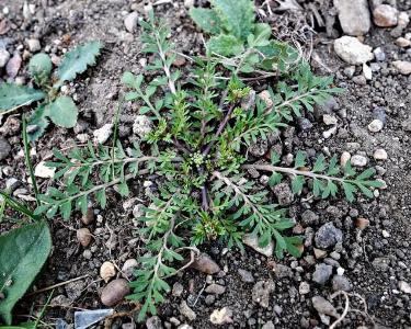Lepidium coronopus (1)