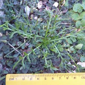 Lepidium coronopus (2)