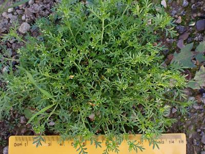 Lepidium didymum