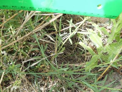 Lepidium graminifolium (1)