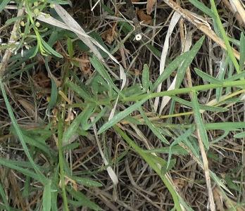 Lepidium graminifolium (2)