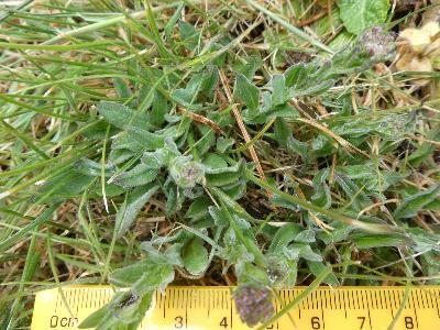 Lepidium heterophyllum