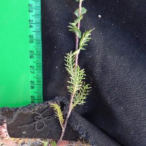 Lepidium perfoliatum (1)